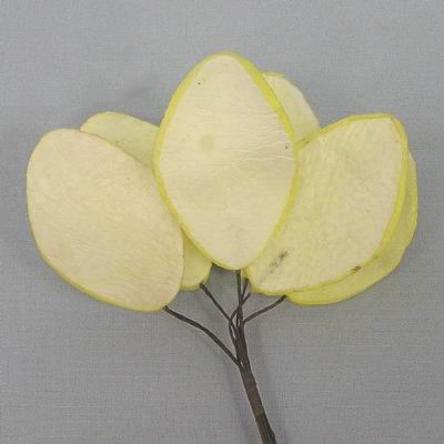 Pear slices artificial 48pcs/5cm