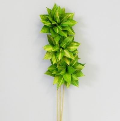 Květ sušina 3ks zelená