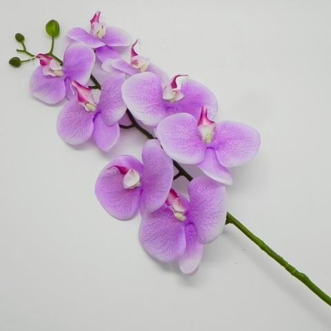 Orchidej umělá sv.fialová