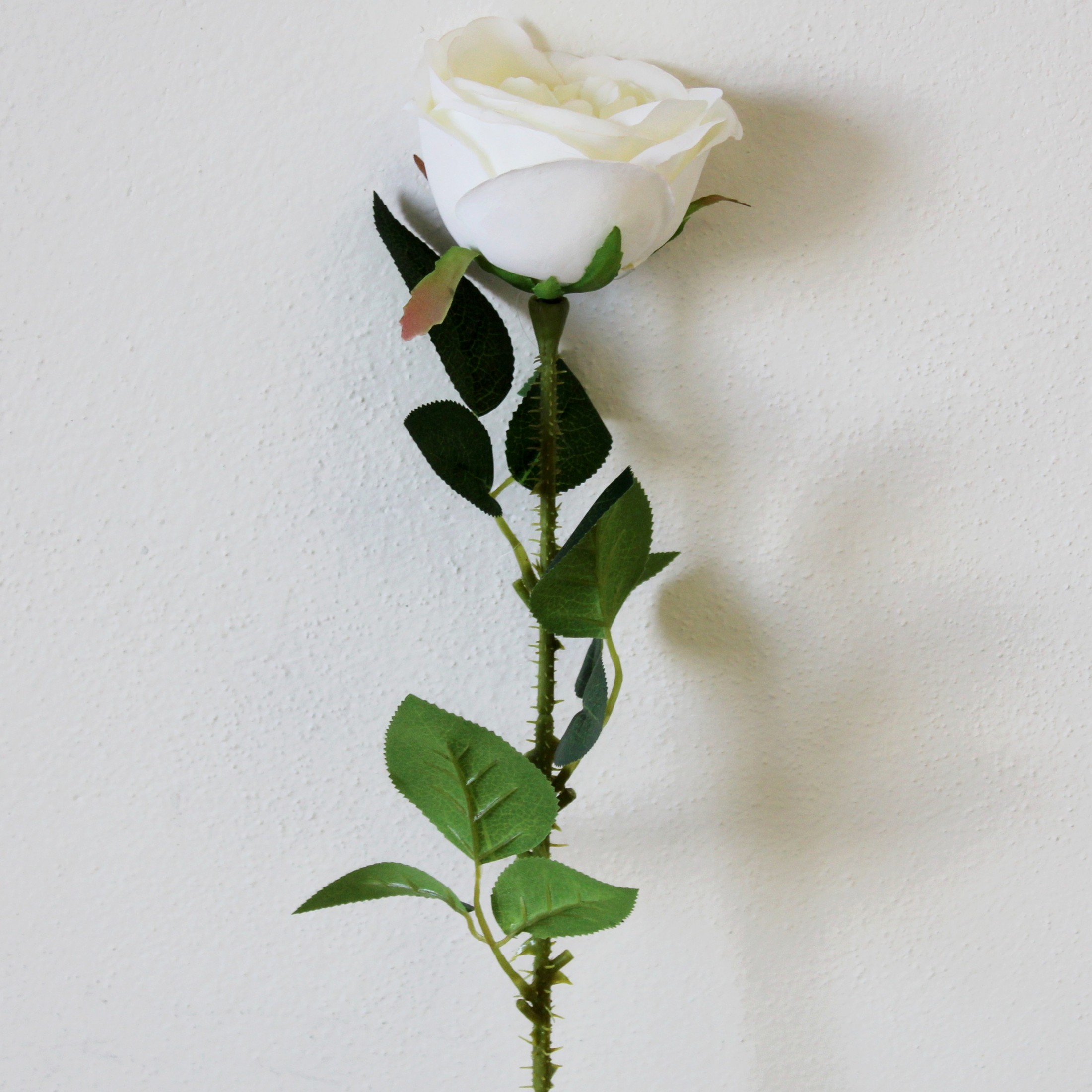 Růže Austin pr.9,5cm/65cm bílá II.jakost