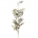 Větev eukalypt 70cm šampáň