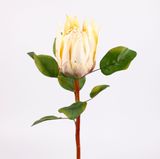 Protea umělá 66cm krémová