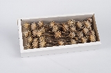 PLUMOSUM I CREAM TRAY (50PC)
