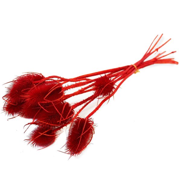Sušina Cardi palustri x10 rosso-červená