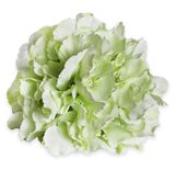 Hortenzie květ pr.20cm bílozelená