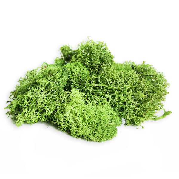 Sušina Muschio nordico verde maggi 25g