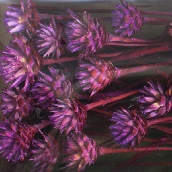 PLUMOSUM I DIP DYED BROMBEER TRAY (50PC)
