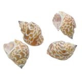 Mušle Conchiglie s-011 25g