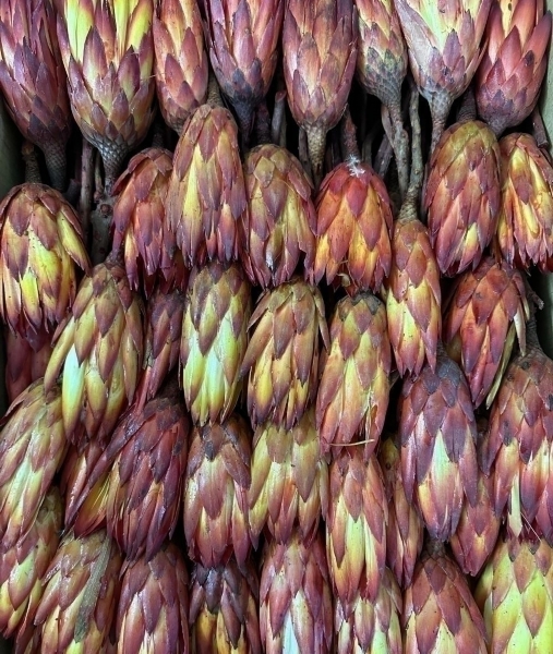 REPENS FLOWER ABSORBTION RED ( 500 PC )