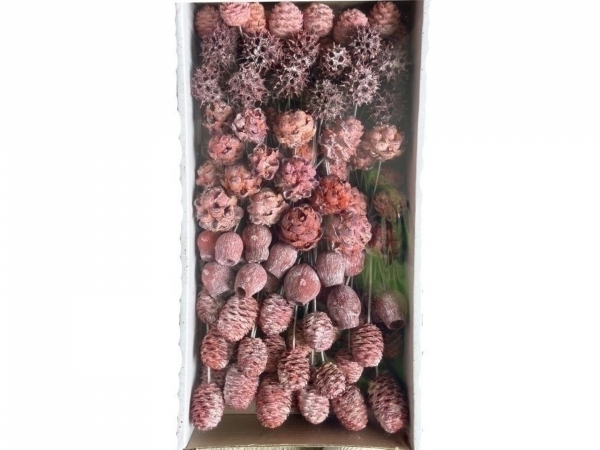 SORTIMENT ON WIRE FROSTED APRICOT TRAY ( 100 PC )