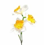 Narcisy textil x3/50cm bílá/žlutá