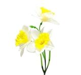 Narcisy textil x3/50cm bílá/žlutá