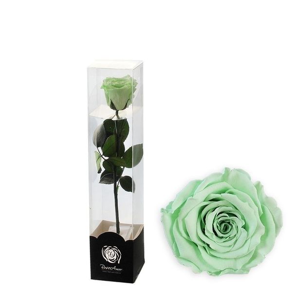 Stabilizovaná růže na stonku 30cm mint
