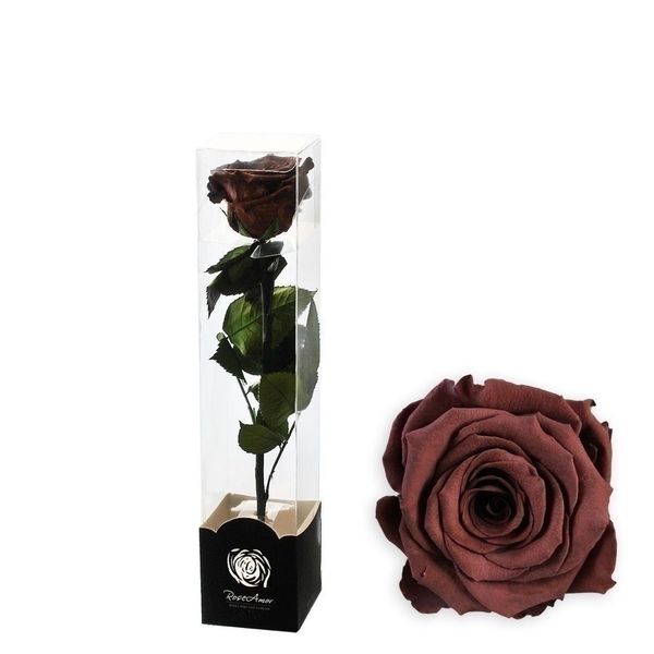 Stabilizovaná růže na stonku 30cm hnědá