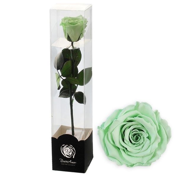 Stabilizovaná růže na stonku 60cm mint