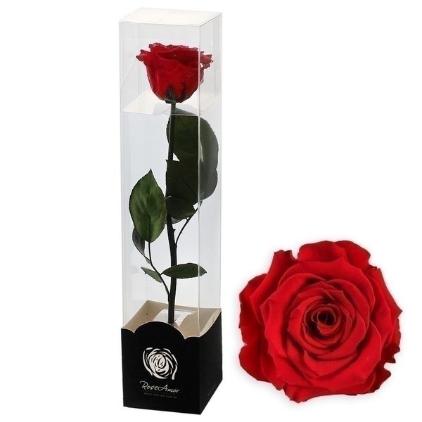 Stabilizovaná růže na stonku 60cm fuchsia