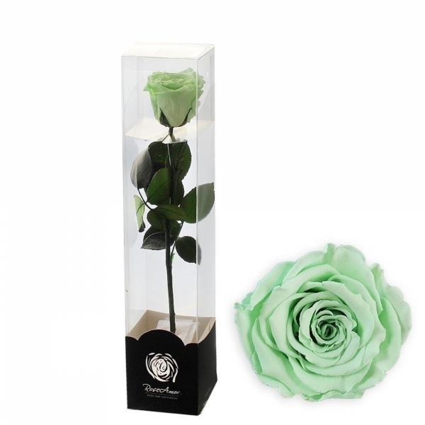 Stabilizovaná růže na stonku 50cm mint