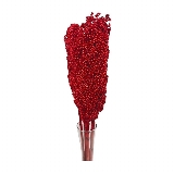 Sušina Sorgo x5pc rosso