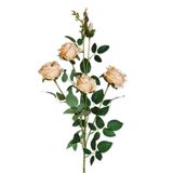 Růže kytice x5/92cm losos